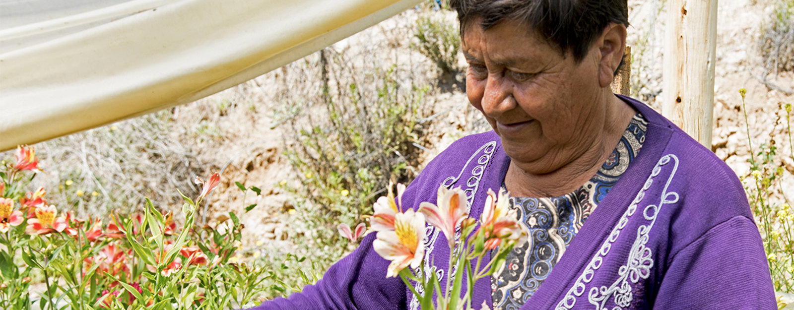 Elderly woman in a purple sweater tending to flowers in a garden.