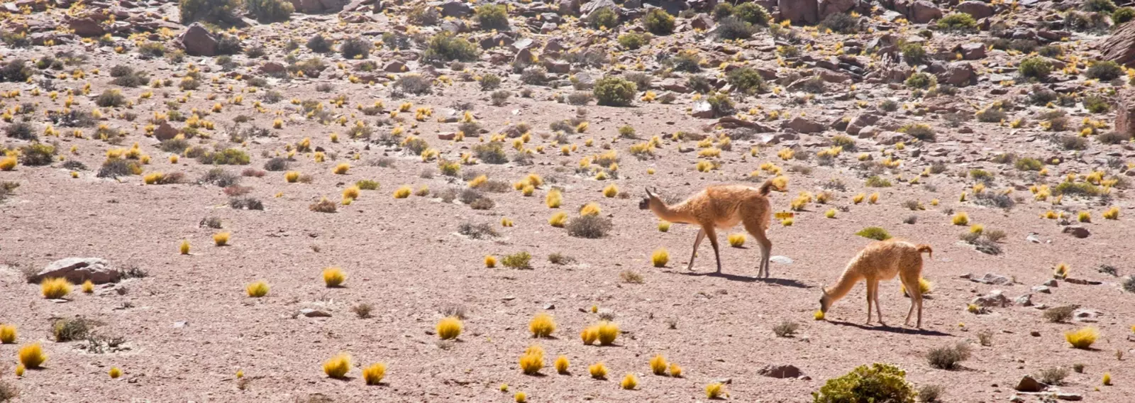 Llamas grazing in a dry landscape with sparse vegetation and scattered yellow flowers.