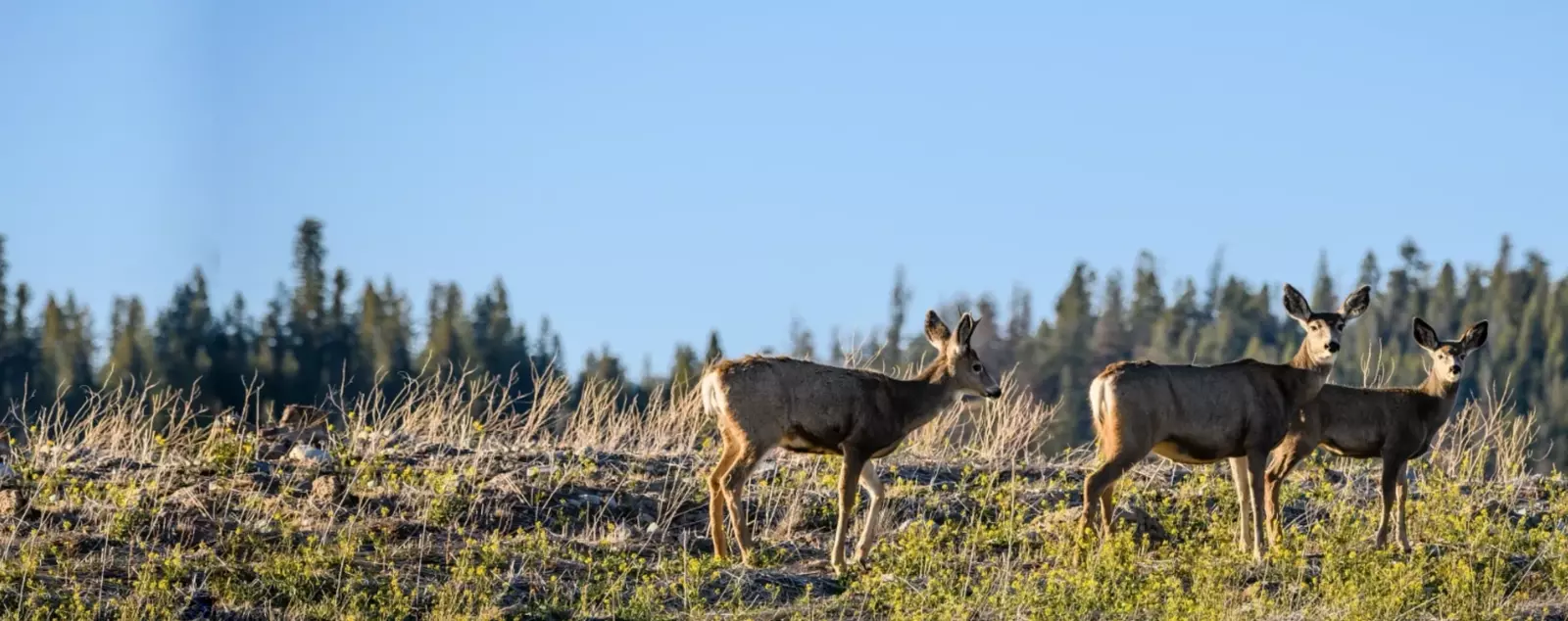 Three deer standing in a grassy field with a forested background and a clear blue sky.