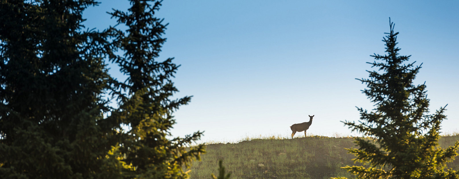 A lone deer stands on a hilltop, framed by tall pine trees against a clear blue sky.