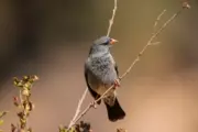 A small bird perched on a thin branch against a blurred background.