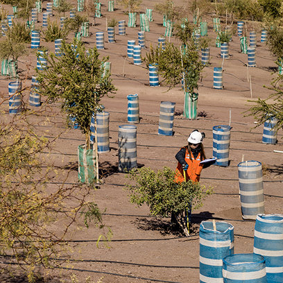 A person in a hard hat working among newly planted trees in a dry, desert area.