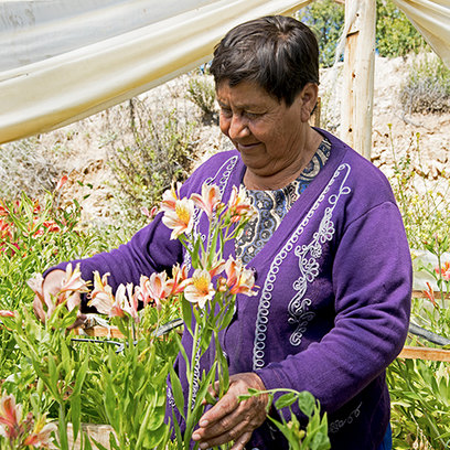 Person in a purple sweater tending to flowers in a garden under a canopy.
