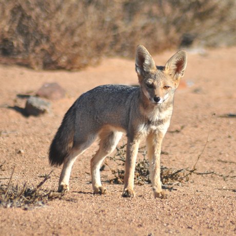 A fox standing on a sandy terrain with dry bushes in the background.