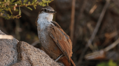 A small brown and white bird perches on a rock in a natural setting.