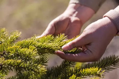 Person examining green pine tree branch outdoors.
