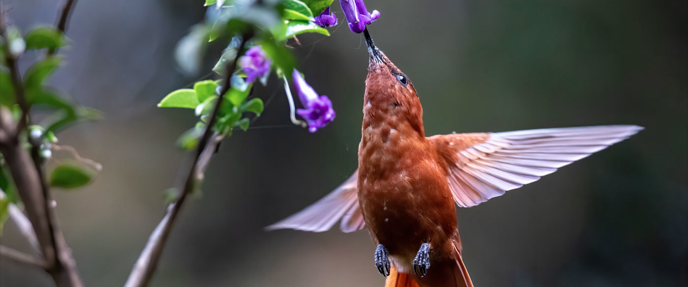 A reddish-brown hummingbird feeding from a purple flower while hovering mid-air in a garden.